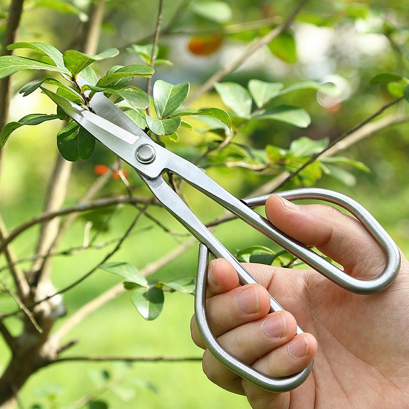 Ножницы для нежных листьев, ин – обзор и цена Bonsai Tool Set